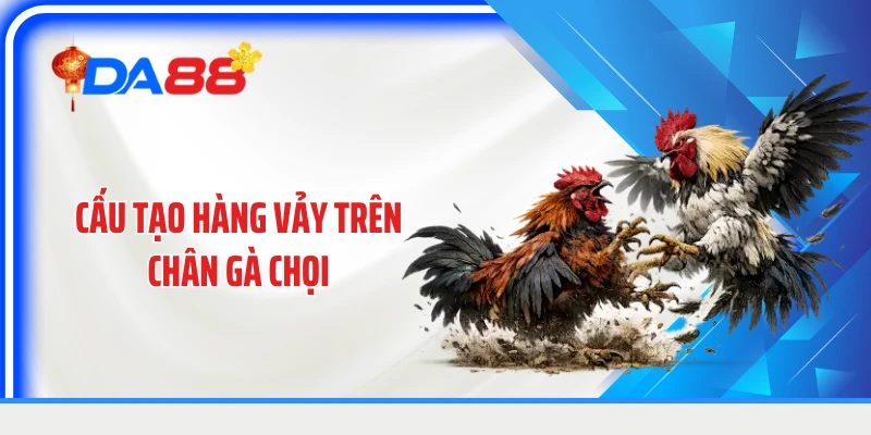 Cấu tạo hàng vảy trên chân gà chọi